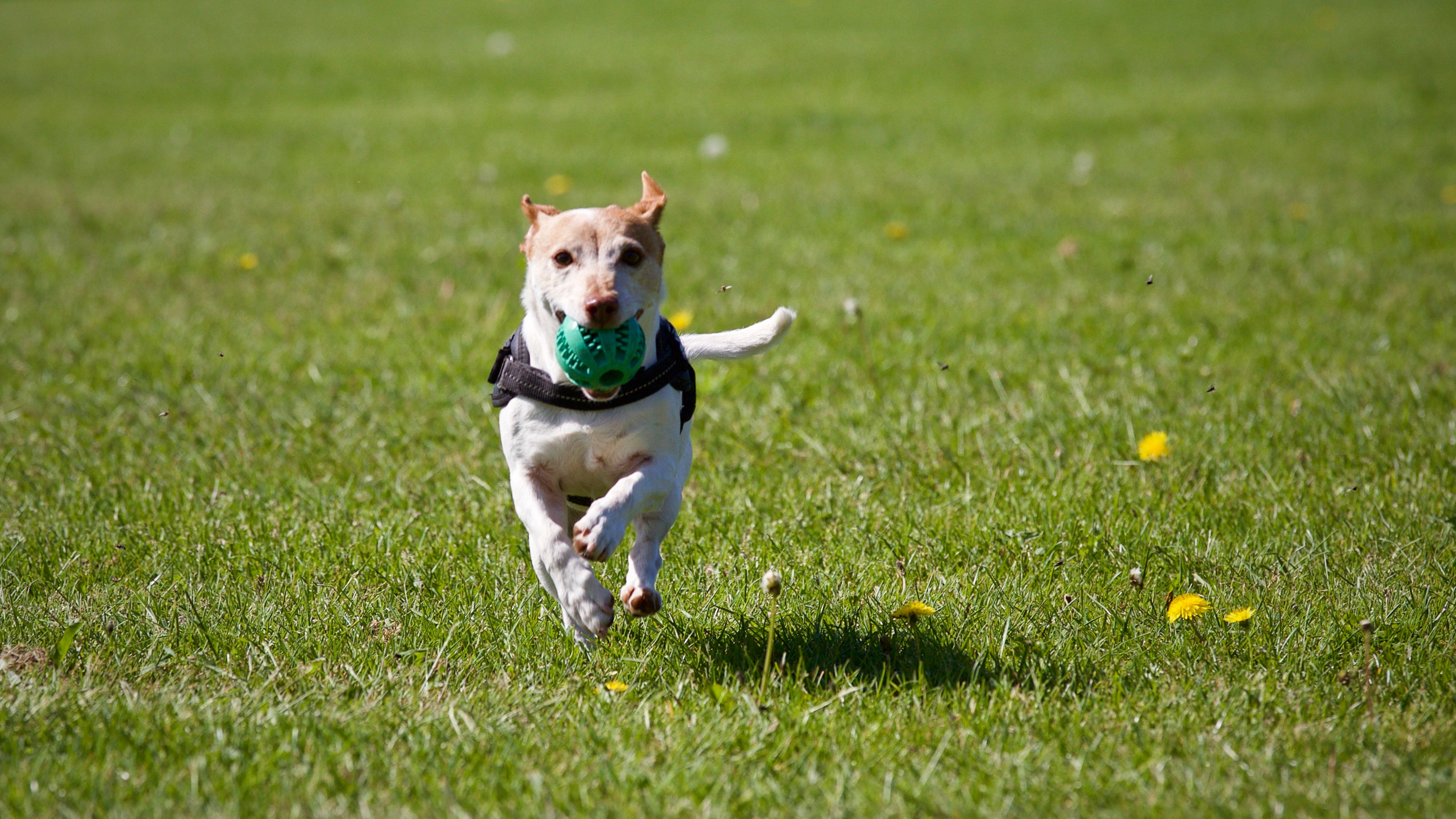 The Best Dog Parks in Jacksonville The Coastal
