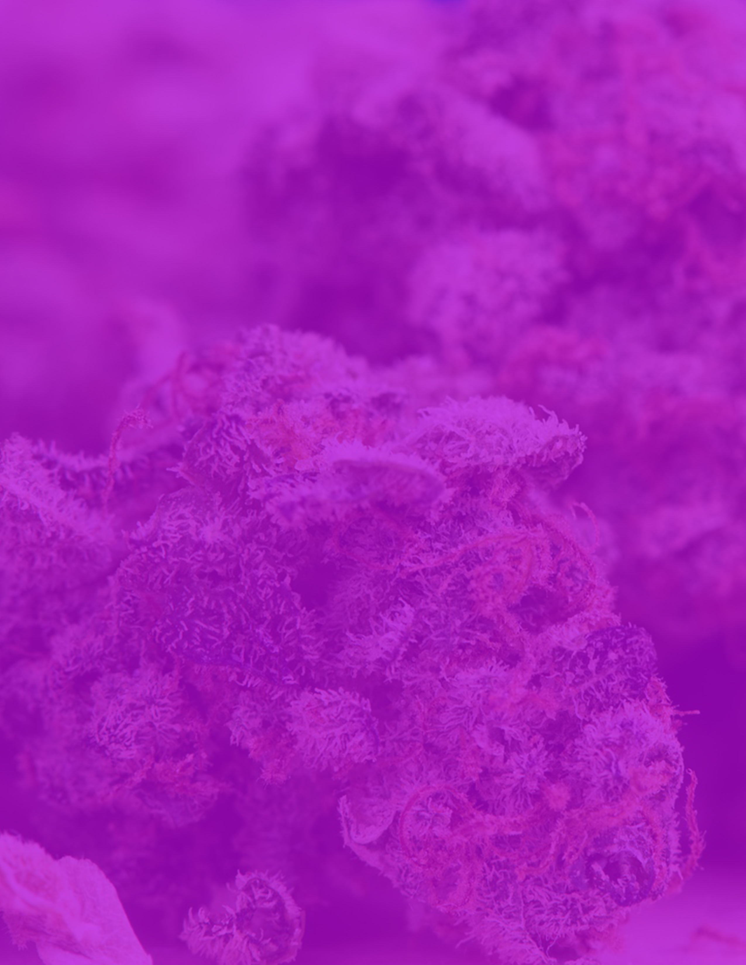 Unveiling the Revolutionary World of Feminized Cannabis: Separating Fact from Fiction